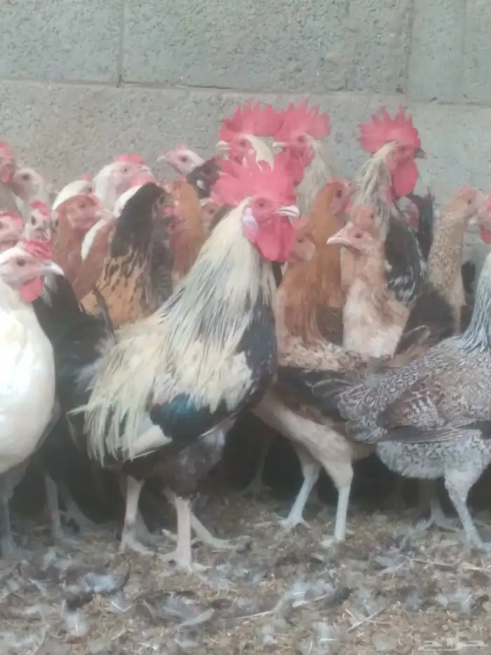 دجاج بلدي ودجاج فيومى بياض 2