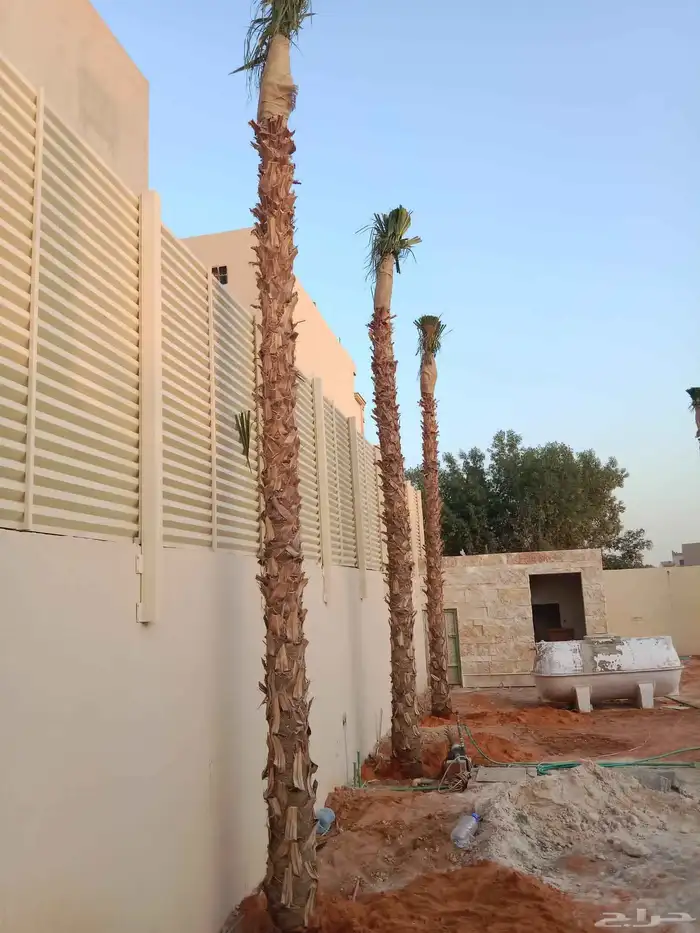 نخيل شنطونيا 2