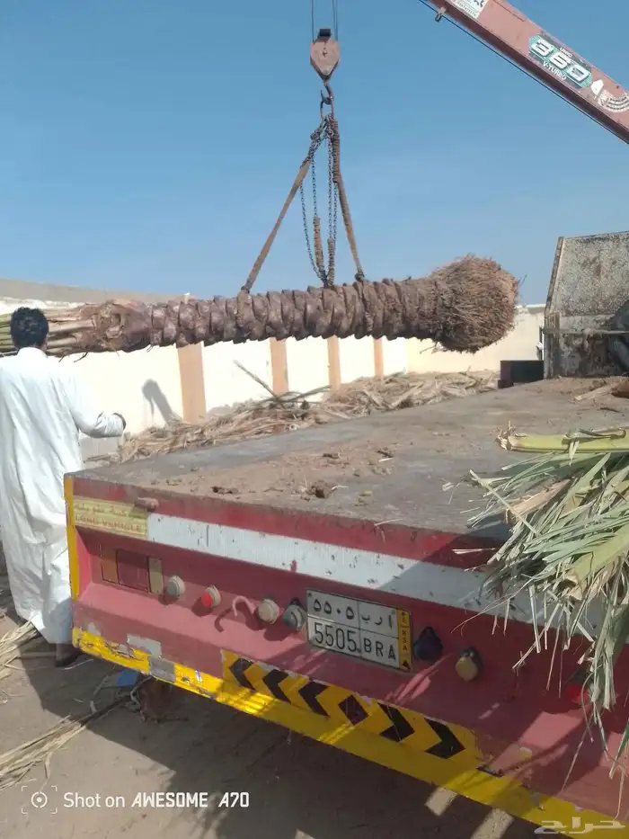 يوجد لدينا نخل للبيع نخل زينه وعربي علا جميع المقاسات 8