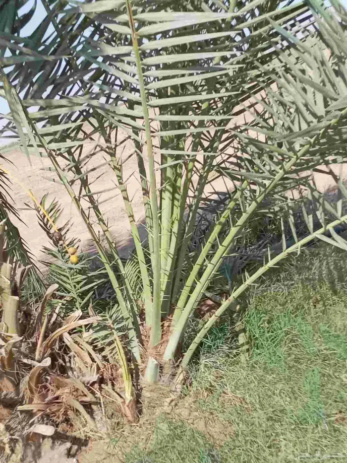 نخيل للبيع وشاري يسوم جمله وتفرد حتا واحده 0