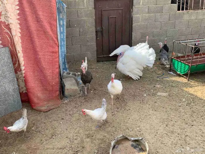 دجاج رومي وفيومي وديك اسود 9
