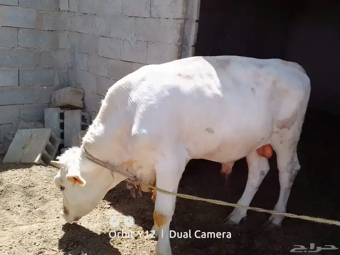 ثور ألماني 4
