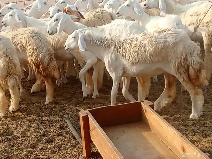 رخال حريه العدد 45 0