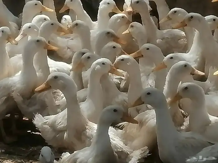 بط بكيني 2