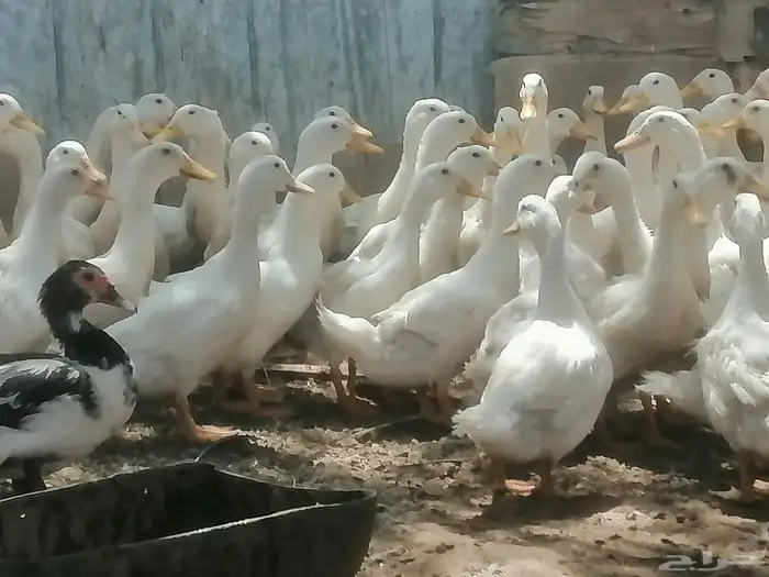 بط بكيني 0