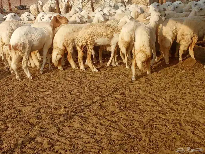 رخال حريه العدد 45 7