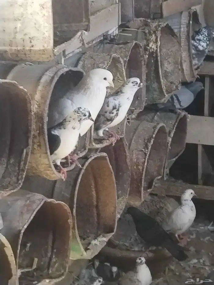 حمام مشكل للبيع اغلبه هزاز 6
