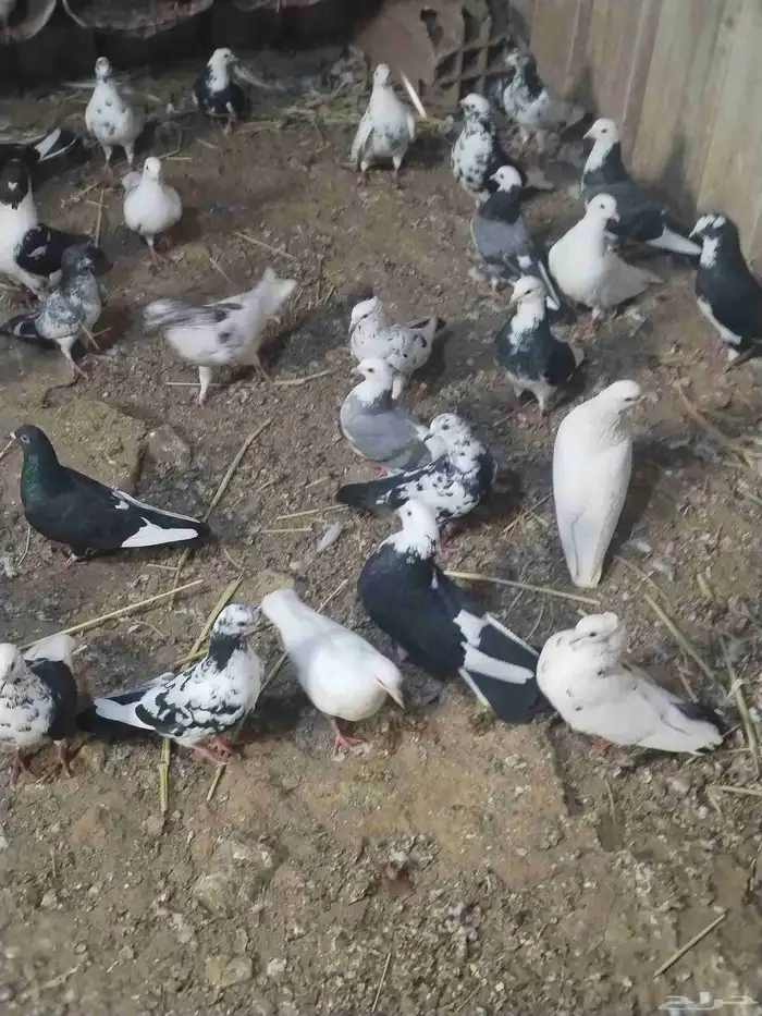 حمام مشكل للبيع اغلبه هزاز 12
