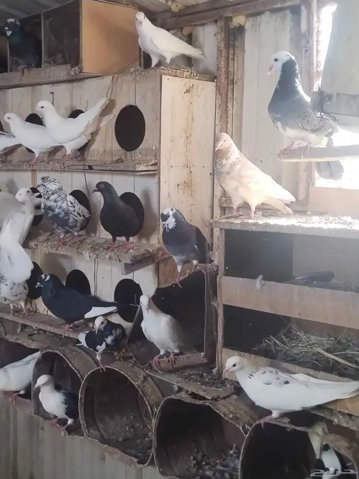 حمام مشكل للبيع اغلبه هزاز 10