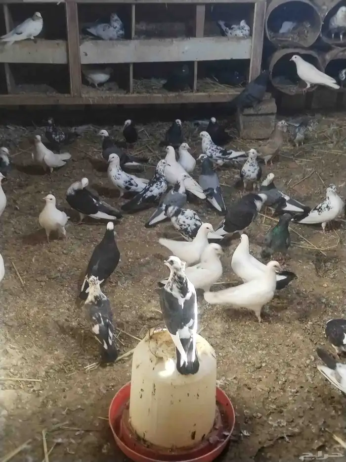حمام مشكل للبيع اغلبه هزاز 8