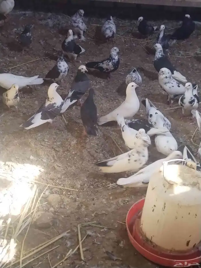 حمام مشكل للبيع اغلبه هزاز 5