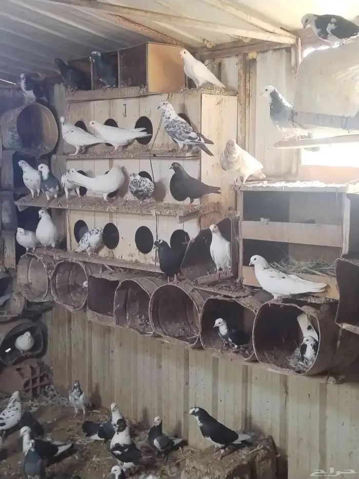 حمام مشكل للبيع اغلبه هزاز 7