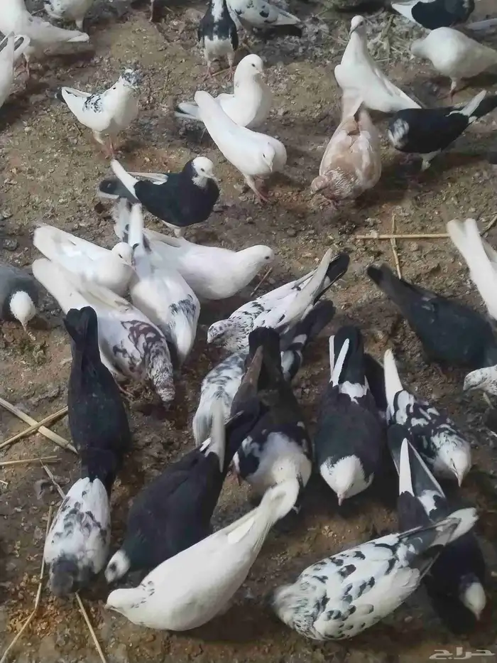 حمام مشكل للبيع اغلبه هزاز 2