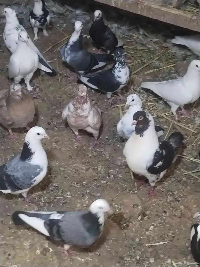 حمام مشكل للبيع اغلبه هزاز 16