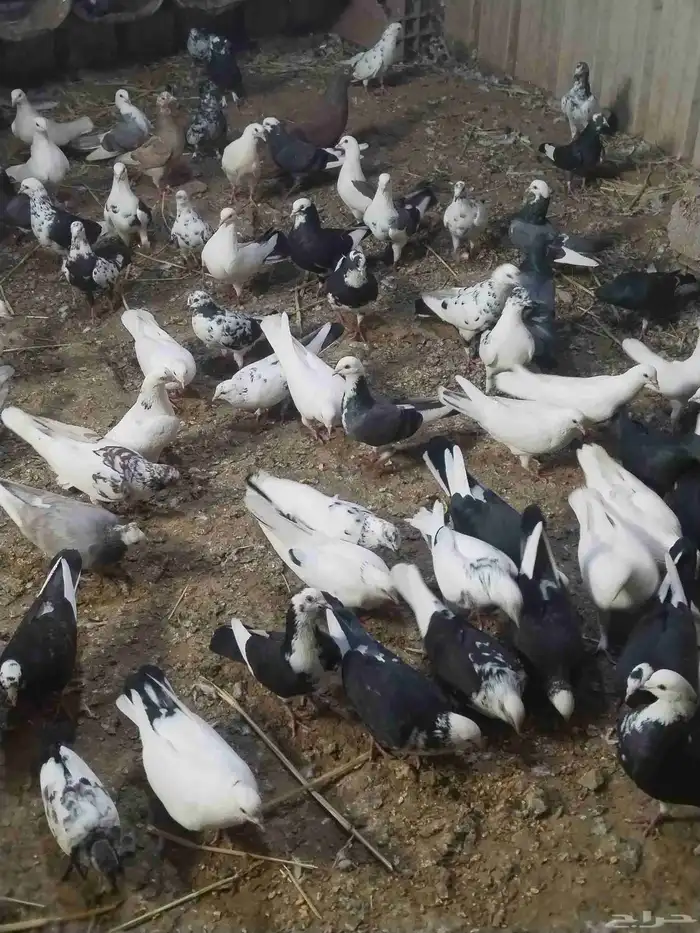 حمام مشكل للبيع اغلبه هزاز 0