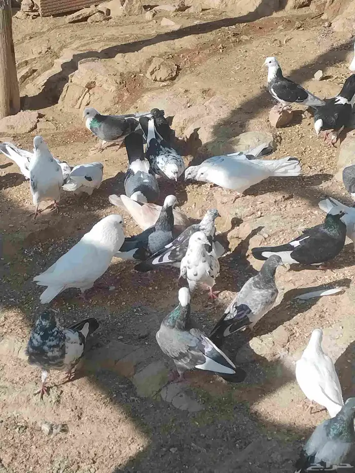 حمام مشكل للبيع اغلبه هزاز 21
