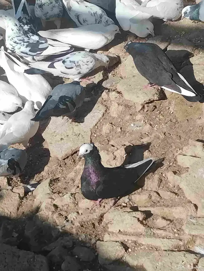 حمام مشكل للبيع اغلبه هزاز 20
