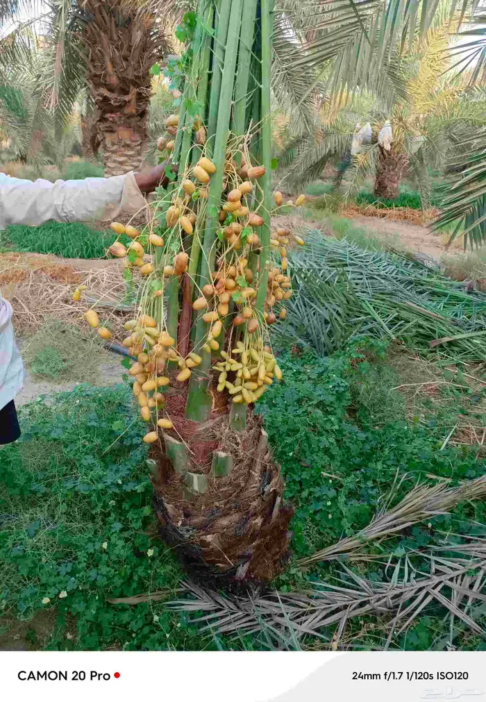 نخيل 2