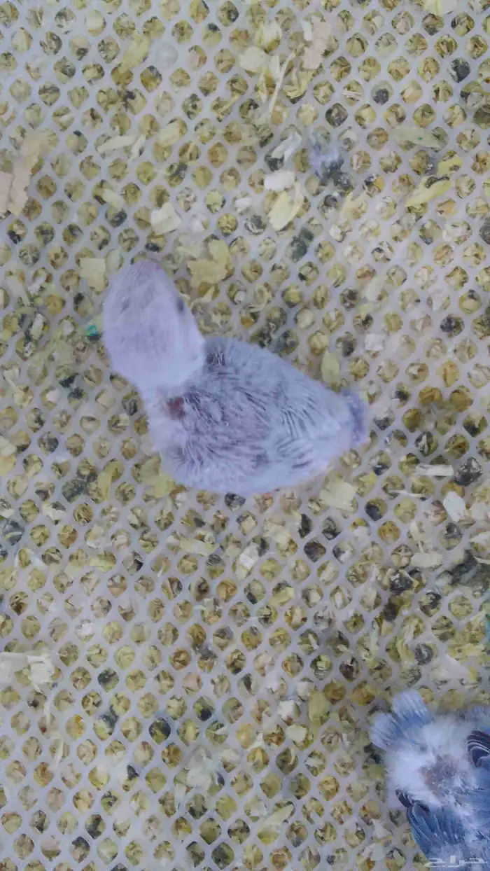 فروخ روز فرخ 1