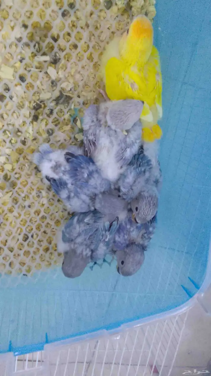 فروخ روز فرخ 0