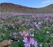 بكج بذور ازهار الوسمي و الربيع السعودية 11