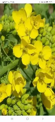 بكج بذور ازهار الوسمي و الربيع السعودية 3