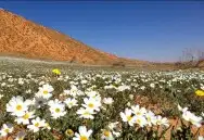 بكج بذور ازهار الوسمي و الربيع السعودية 6