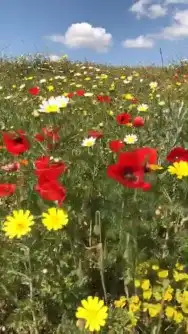 بكج بذور ازهار الوسمي و الربيع السعودية 5