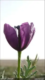 بكج بذور ازهار الوسمي و الربيع السعودية 1