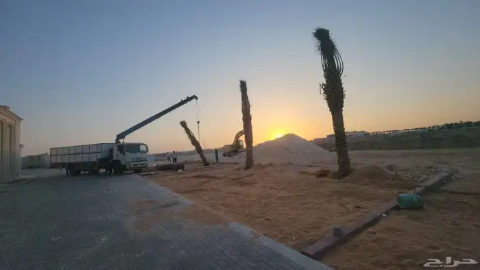 نخل عربي فاخر وجميع انواع النخيل متوفره وجميع انواع الاشجار 9