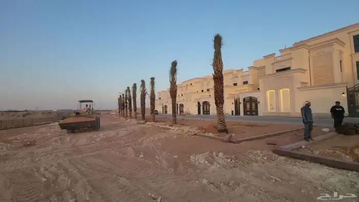 نخل عربي فاخر وجميع انواع النخيل متوفره وجميع انواع الاشجار 7