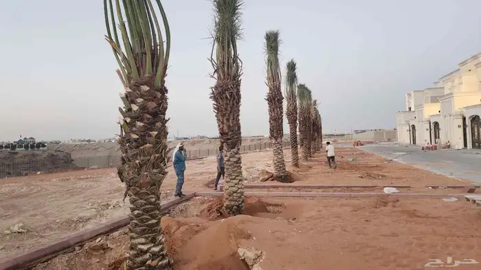 نخل عربي فاخر وجميع انواع النخيل متوفره وجميع انواع الاشجار 0