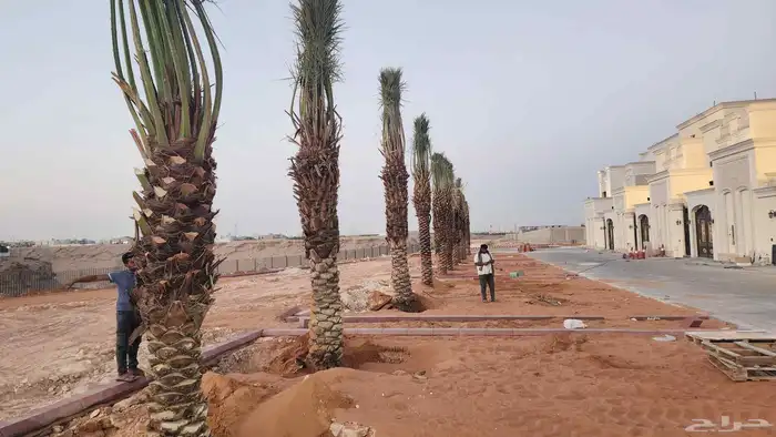نخل عربي فاخر وجميع انواع النخيل متوفره وجميع انواع الاشجار 1