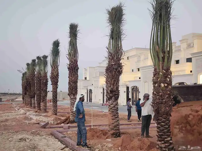 نخل عربي فاخر وجميع انواع النخيل متوفره وجميع انواع الاشجار 6