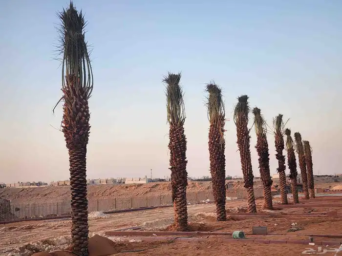 نخل عربي فاخر وجميع انواع النخيل متوفره وجميع انواع الاشجار 8
