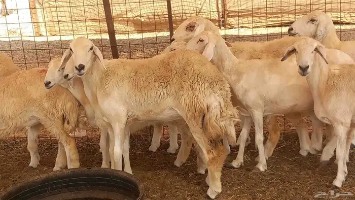 غنم جنب العدد 10 6جدعه 4سدس وغنم طيبه 0