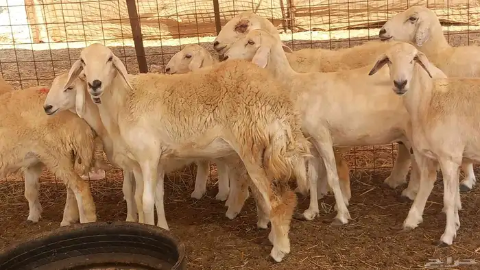 غنم جنب العدد 10 6جدعه 4سدس وغنم طيبه 1
