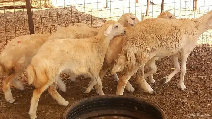 غنم جنب العدد 10 6جدعه 4سدس وغنم طيبه 6
