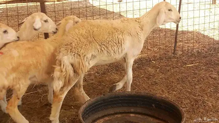 غنم جنب العدد 10 6جدعه 4سدس وغنم طيبه 5