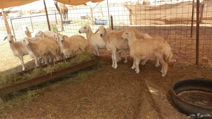 غنم جنب العدد 10 6جدعه 4سدس وغنم طيبه 2