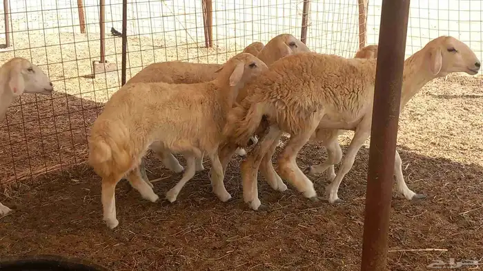 غنم جنب العدد 10 6جدعه 4سدس وغنم طيبه 4