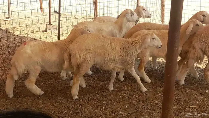 غنم جنب العدد 10 6جدعه 4سدس وغنم طيبه 3