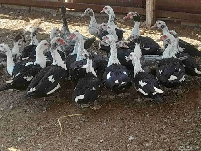 بط بح في المجمعه 1