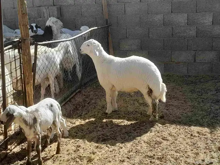 خروف حري 4
