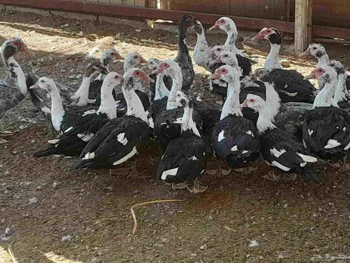 بط بح في المجمعه 0