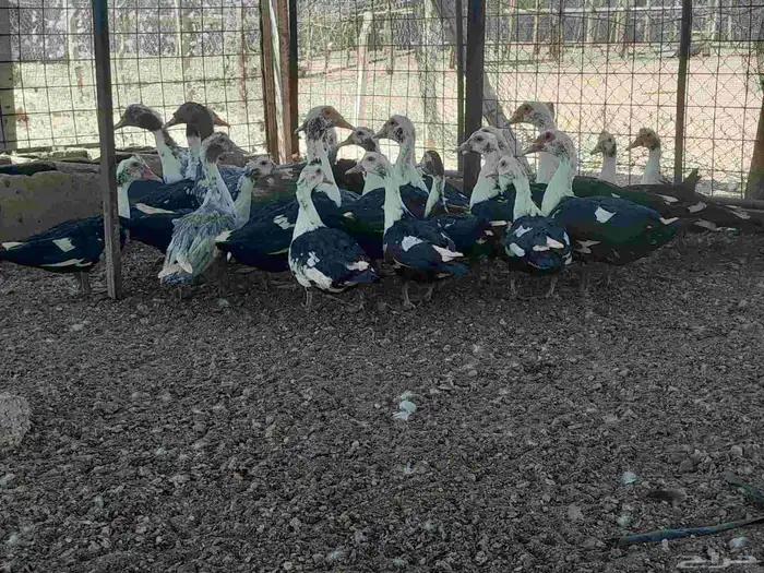 بط بح في المجمعه 6