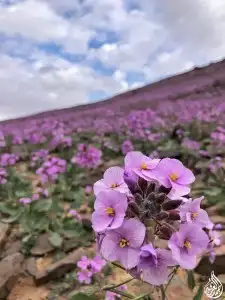 بكج بذور ازهار الوسمي و الربيع السعودية 0