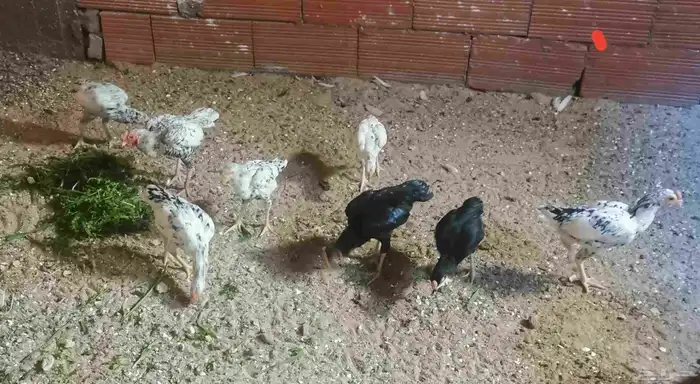 دجاج كوشامو في مكة ( تم البيع ) 4
