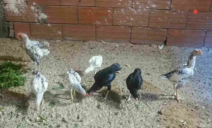 دجاج كوشامو في مكة ( تم البيع ) 3