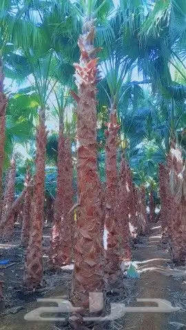 نخيل.واشنطنياء.للبيع 3